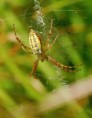 /album/araneidae/argiope-bruennichi-kriziak-pasavy-jpg/